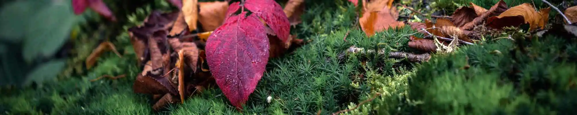 Header documents leaves forest