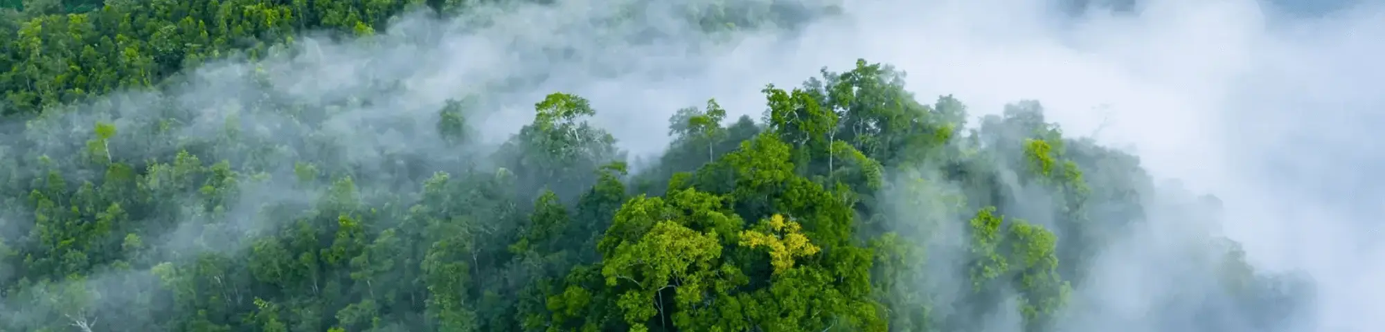 Header Blog Forest in the mist