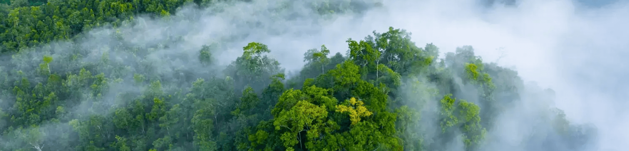 Header Blog Wald im Nebel