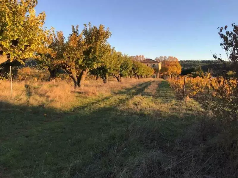 Morgenstimmung auf Château Duvivier in Pontevès, Herbst 2021