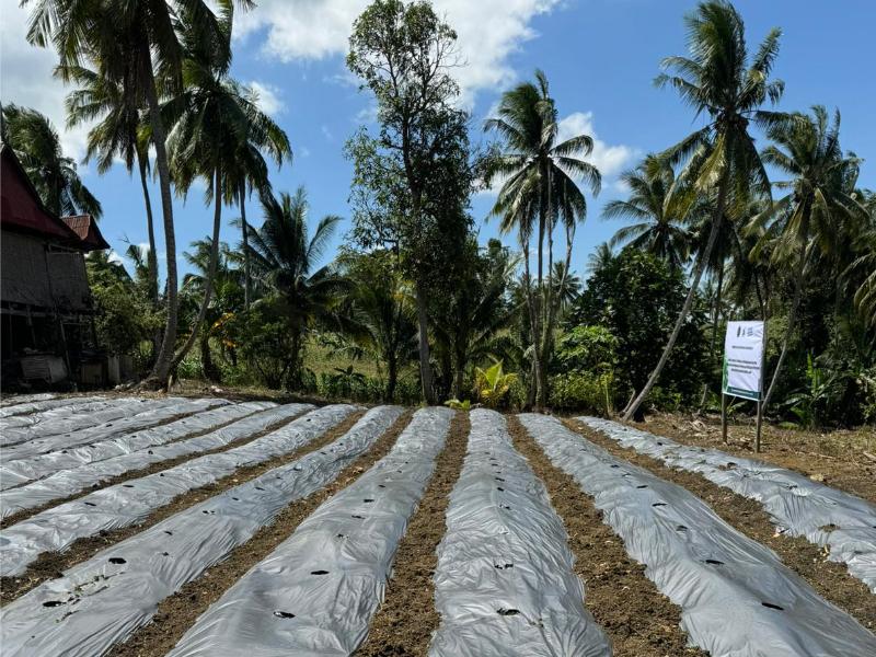 BiocharLife PlantVillage Indonesia