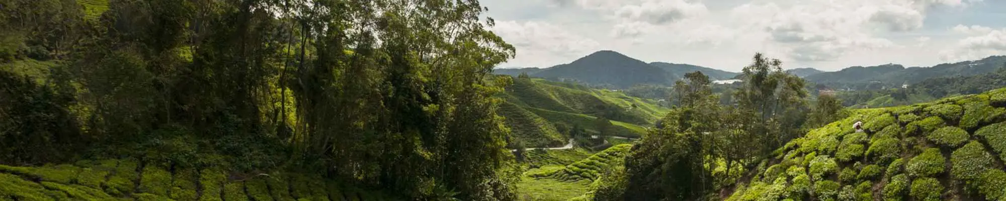 Production of biochar in Lower Income countries