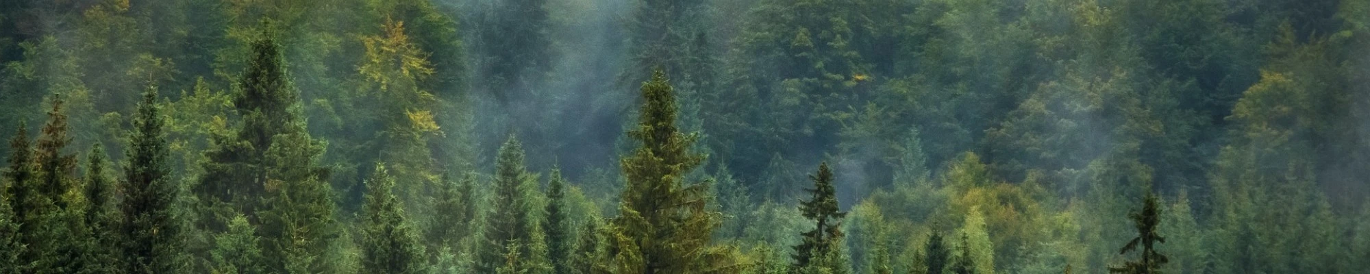 Global Tree C-Sink: Pre-Release and public consultation
