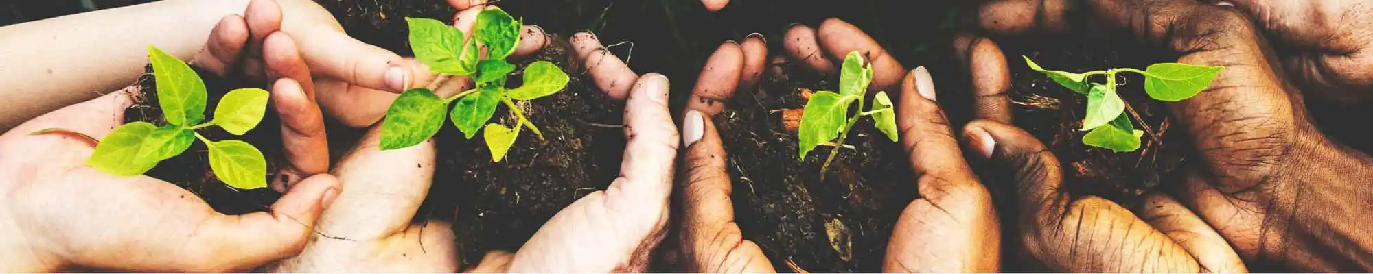 Header Company hands holding sprout and soil